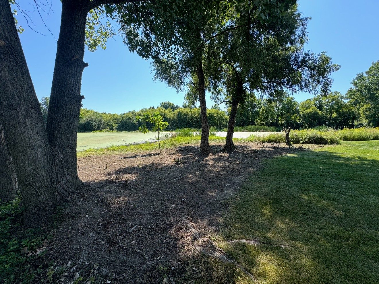 Cleared and cleaned tree line after overgrowth and brush removal in Rochester, MI