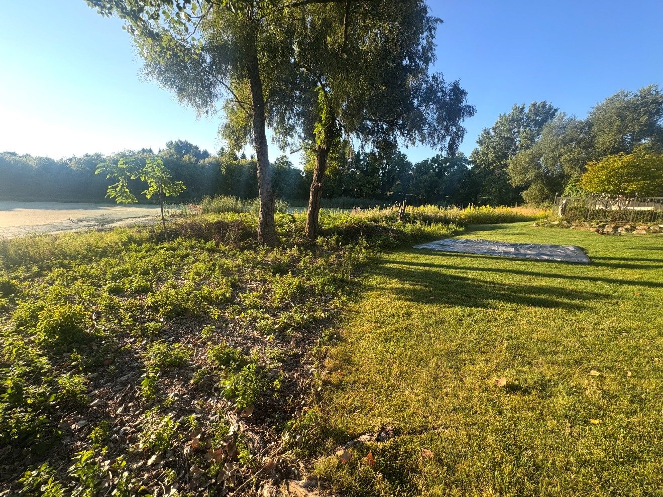Overgrown weeds and brush along a tree line before clearing in Rochester, MI