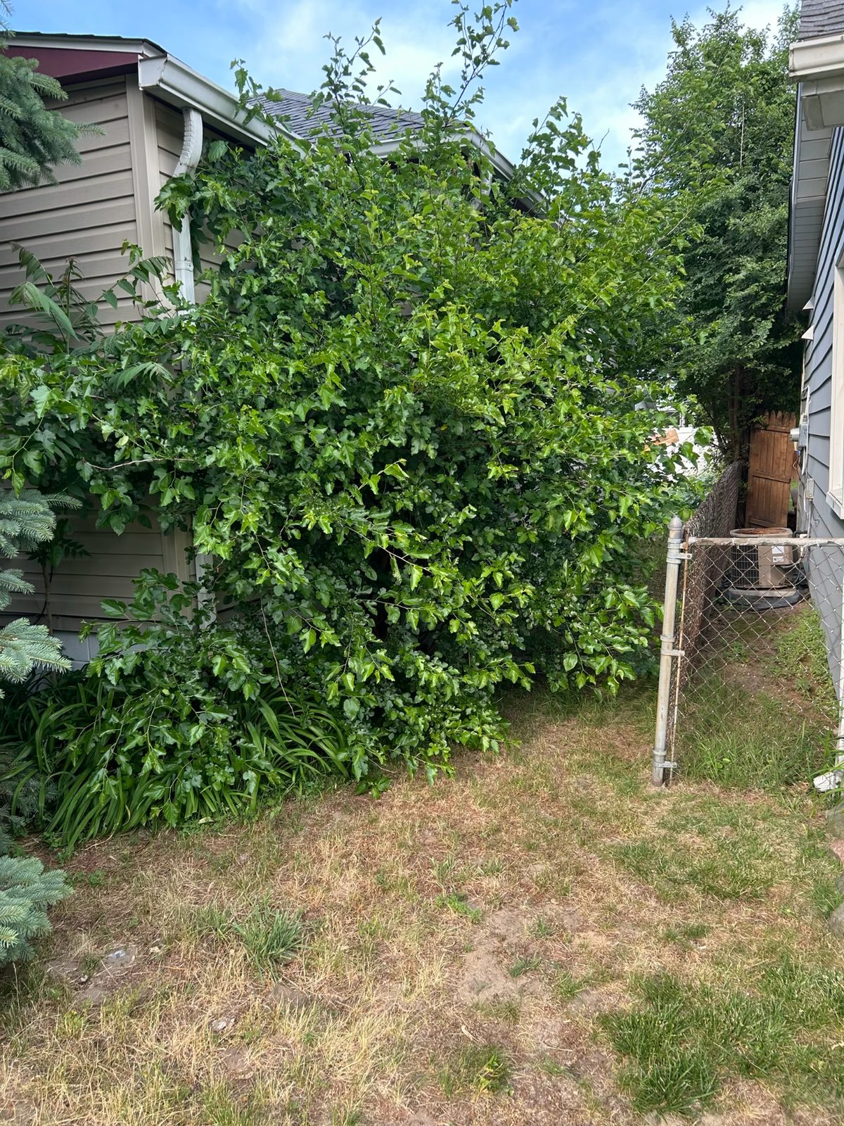 Overgrown yard before cleanup
